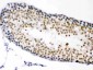 Anti-CDK1 Picoband Antibody